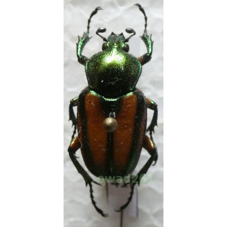 Phaedimus zebuanus kachikun Nagai, 1998 female Philippines41f